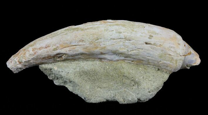 Fossil Sea Lion (Allodesmus) Tooth - Bakersfield, CA #62161